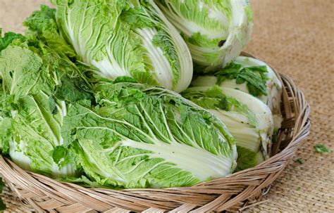 Chinese Cabbage Vs Bok Choy A Z Animals