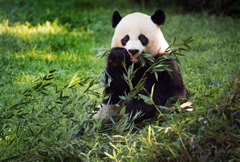 The Miracle Of Breeding A Panda Cub During A Pandemic The New Yorker