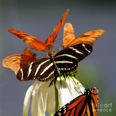 Butterfly Gathering Photograph By Bob And Jan Shriner