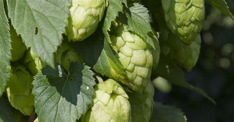 Master Gardening Cheers To The 2018 Herb Of The Year Hops