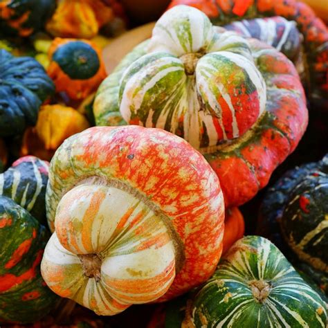 Turks Turban Gourd Seeds For Sale Everwilde Farms