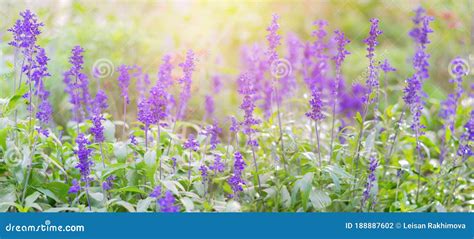 Large Background With A Lot Of Delicate Purple Small Flowers Violet