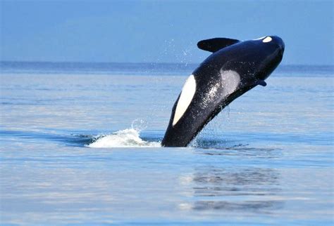 Orca Near Vancouver Canada Orcinus Orca Killer Whale