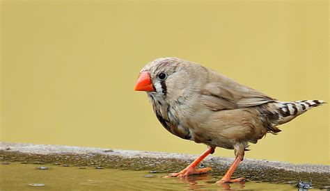 Zebra Finch Bird Red Beak · Free photo on Pixabay