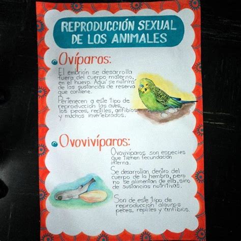 Sintético 101 Foto Como Hacer Un Cartel De Animales Actualizar