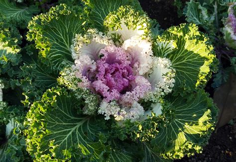 Flores Para El Otoño 5 Plantas Con Flores Para Tu Balcón De Otoño