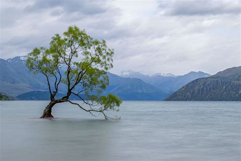 Tree Wanaka Lake Water Nature Landscape New Zealand Mountains