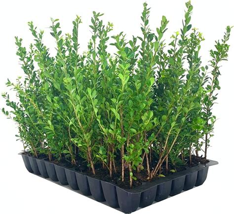 Japanese Holly Ilex Compacta Crenata 10 Live Plants Low Maintenance