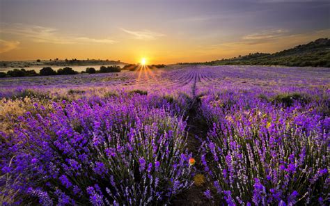 Download Nature Lavender Hd Wallpaper