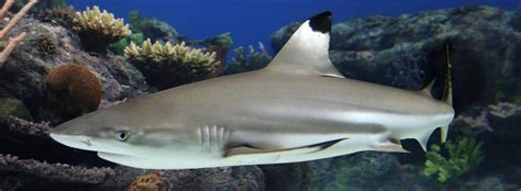 Pacific Blacktip Reef Shark Facts And Information Seaworld Parks