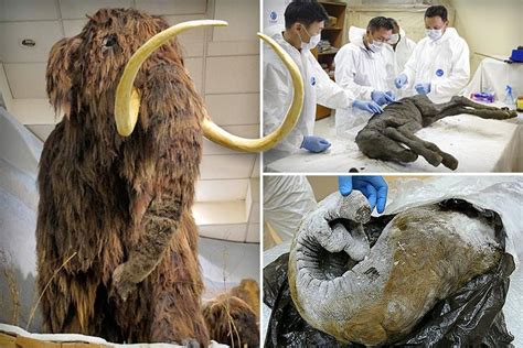 Woolly Mammoths May Rise From The Dead As Russia Plans To Clone Them At Jurassic Park Style