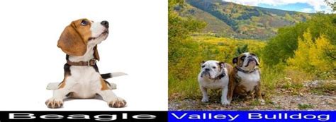 Why The Beagle Is Better Than The Valley Bulldog As A Pet Good Beagles