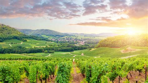 Best Burgundy Wine Tours 2021 Top Rated Wine Tastings Of France