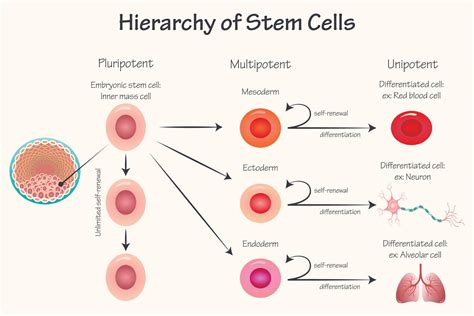 Potency Hierarchy Of Stem Cells 7165629 Vector Art At Vecteezy