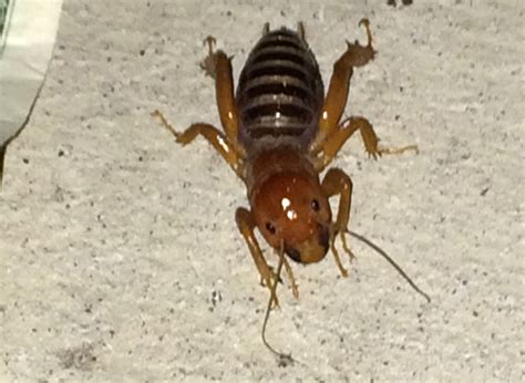 Meet A Potato Bug Whats That Bug