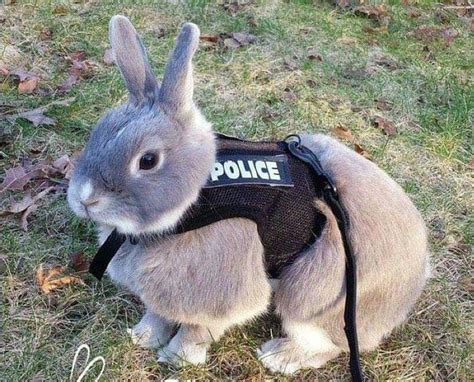 Police Rabbit This Should Be A Thing Rabbits