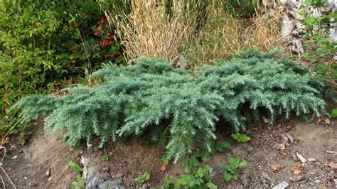 A Low Growing Form Of The Himalayan Cedar With Dense Bluish Foliage