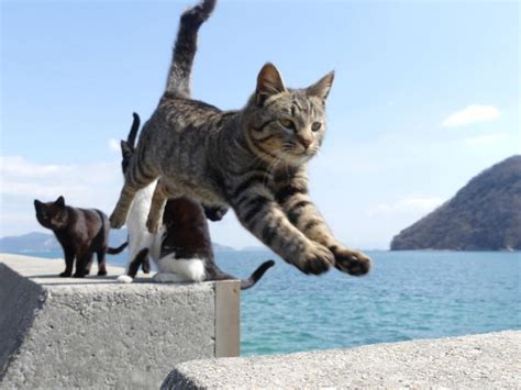 【全国】猫に会える癒しの”猫島・ねこスポット”30選！かわいい姿に悶絶必至！