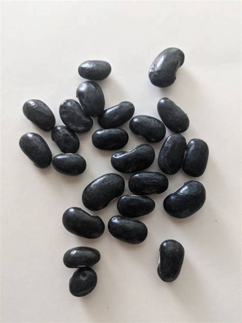 8 Black Coat Runner Bean Seeds 黑衣宽豆non Gmo Etsy