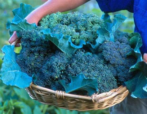 Harvest Broccoli Harvesting Tips For The Peak Of Flavor Garden Fresh