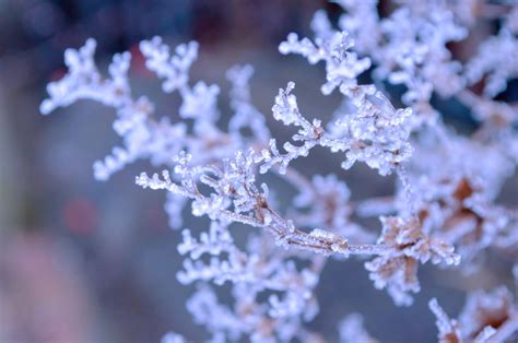 Morning Frosts Free Stock Photo Public Domain Pictures