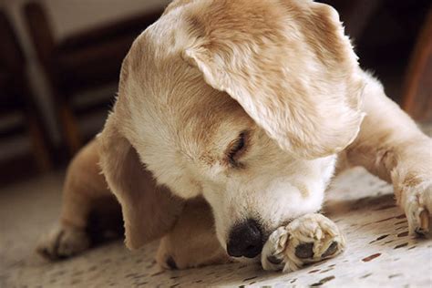 Why Do Dogs Lick Their Paws Causes And Solutions
