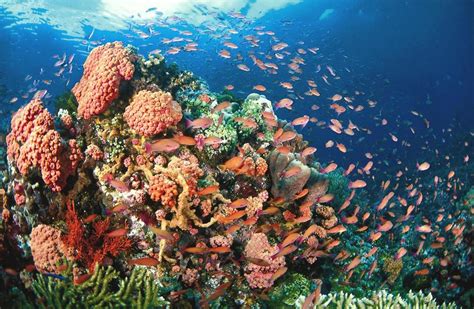 Tubbataha Reef National Marine Park In Philippines World