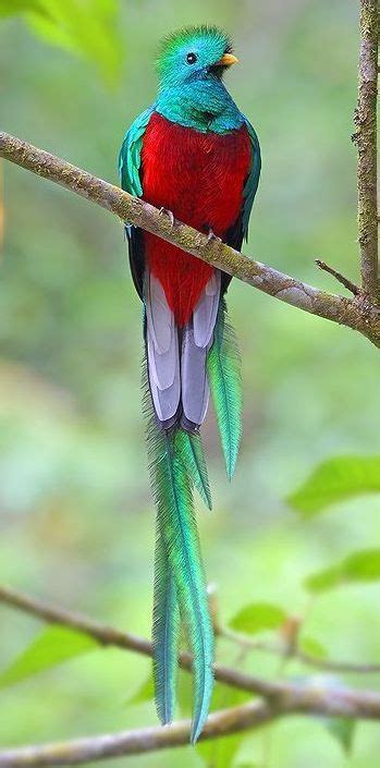 Look Out For The Elusive Quetzal In Costa Rica The National Bird Of