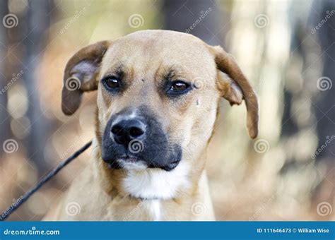 Hound Cur Mixed Breed Dog With Black Muzzle Stock Image Image Of