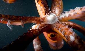 Woman S Mouth Falls Pregnant To Twelve Squid After Biting Into Sea