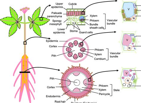 Distribution And Cellular Localization Of Ginsenoside In Ginseng Download Scientific Diagram