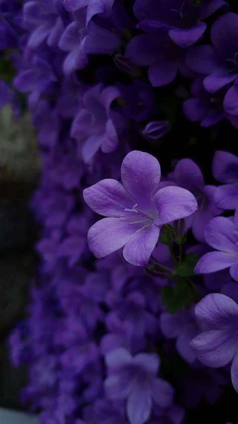 Violets Wallpapers Wallpaper Cave