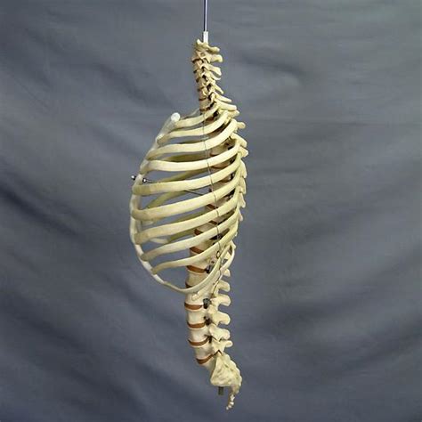 Holding your another important feature of the rib cage is the manubriosternal joint also known as the sternal angle. "Harvey" Skeleton Rib Cage & Spine, Life Size, 2nd Class ...