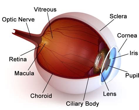 Eye Anatomy Drs Todd Giannetti And Ralston Eyecare