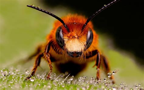Banco De Imágenes Gratis Una Abeja Enorme A Big Bee Insectos De Mi