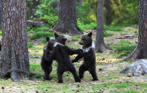Three Bear Cubs Compete In Cutest Dance Off Ever In Suomussalmi