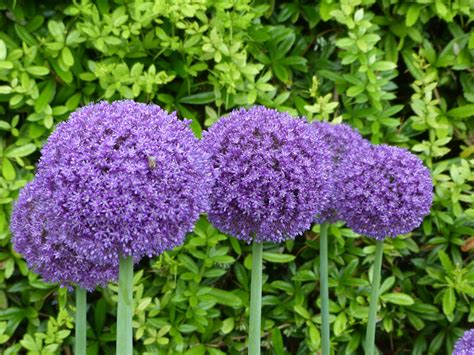 And perennials that bloom all summer typically do appreciate some shade in the heat of the hottest climates hot summer sun. 10 Deer Resistant Perennials To Add Color To your Garden ...