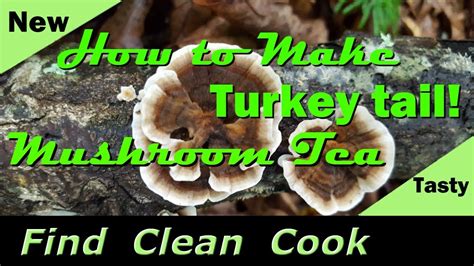 turkey tail mushroom tea find clean cook identification health