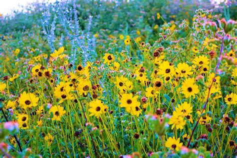 How To Create A Wildflower Garden Of Dreams Luxury Lifestyle Magazine