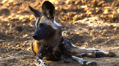 Do African Wild Dogs Live In Packs