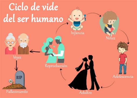 Ciclo De Vida Humana By Xander Flipsnack