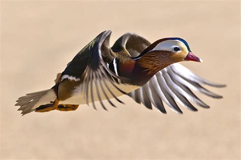 Mandarin Duck In Flight Stephen Duffy Flickr
