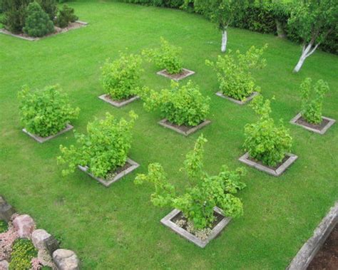 Best Gardening Fruit Trees Design Ideas And Remodel Pictures Houzz