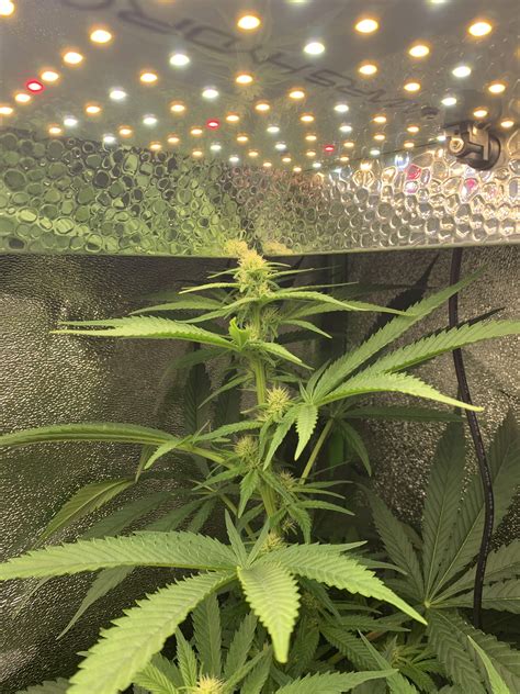 Buds Other Other Other Plant Other Grow Question By Kenspliffeyjr Growdiaries