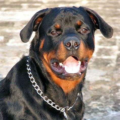 Scariest Dogs List Types Of Scary Dog Breeds