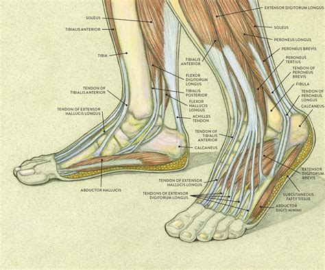 Tendon Diagram Leg Cardiovascular System Of The Leg And Foot Nadi