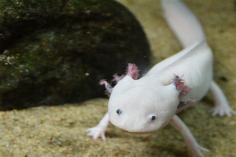 Why Are Axolotls Endangered Understanding Cool Creature S Risk
