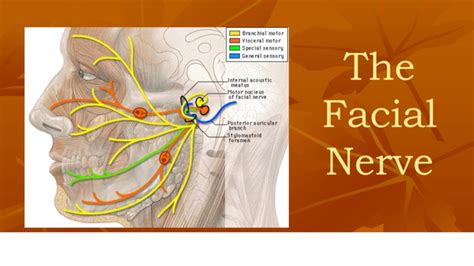 The Facial Nerve Anatomical Course Functions And Clinical Importance