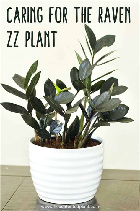 The Black Raven Zz Plant Is A New Stunning Variety Of The Popular