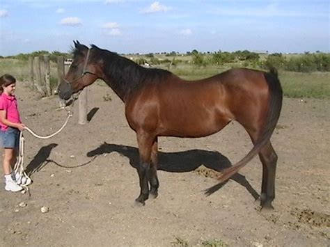 Pictures Of Swayback Horses Beautiful Pics Of Barns And Horses